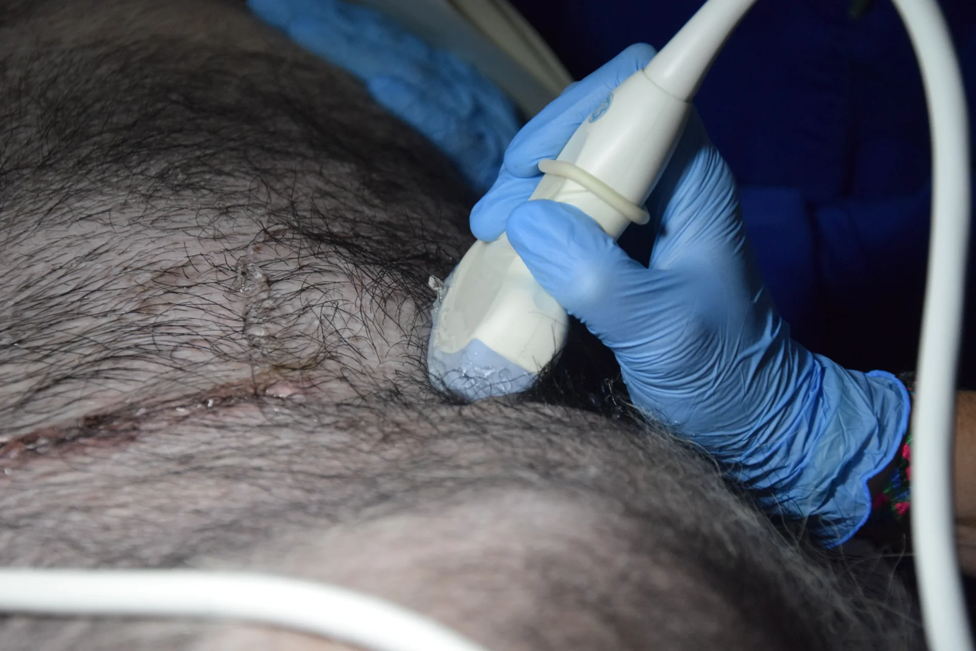 Un nou model realitzat amb ‘miniporcs’ demostra com la malaltia renal crònica promou canvis moleculars que afavoreixen el risc cardiovascular