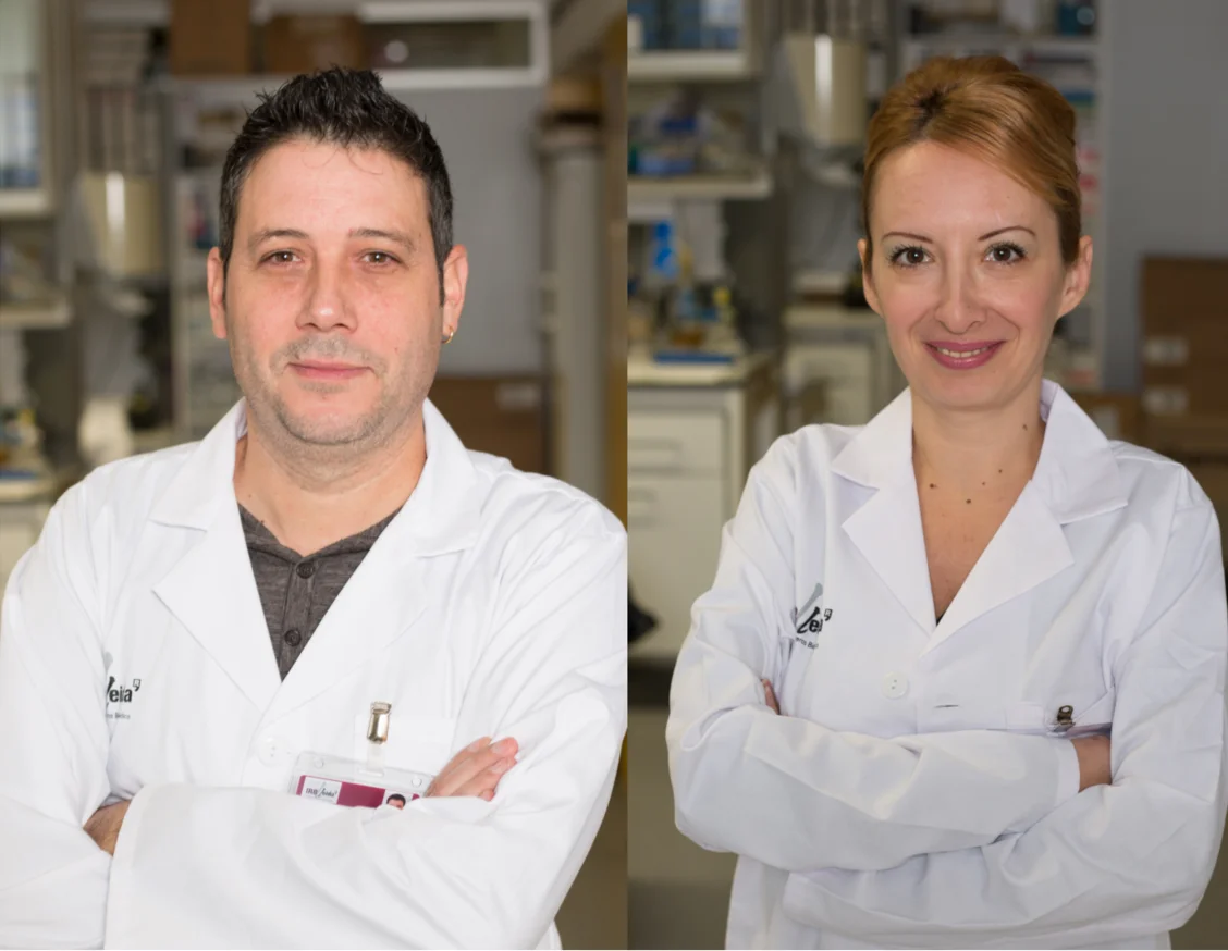 Un estudio de Lleida demuestra el efecto protector de una proteína para reducir la progresión de la fibrosis de los riñones